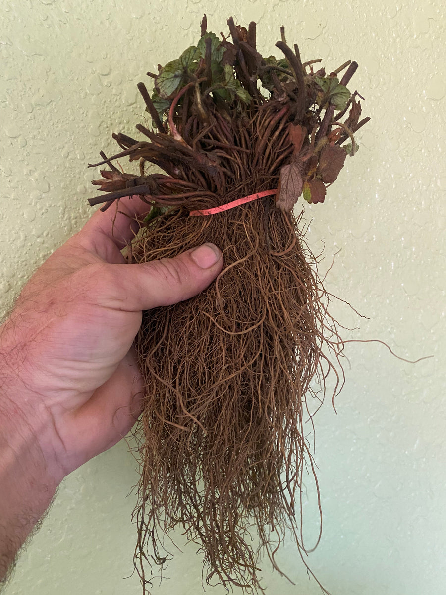 Albion bare root strawberry bundle – Pangaea Plants, LLC